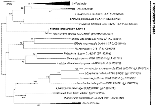 공생미생물 Planktotalea sp. SJW4-3의 계통분석