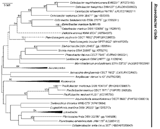 공생미생물 Celeribacter sp. SJW1-15의 계통분석