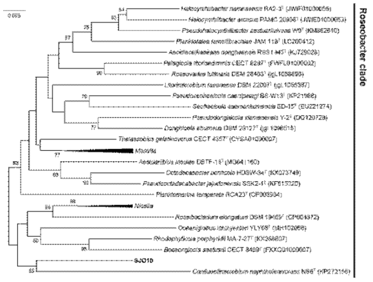 공생미생물 Confluentimicrobium sp. SJO10의 계통분석