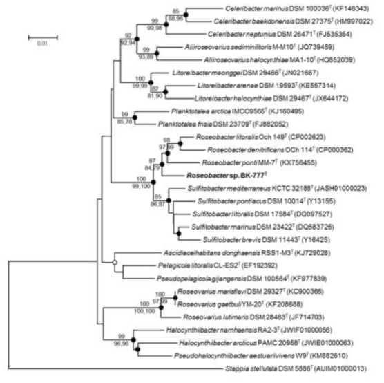 공생미생물 Roseobacter sp. BK-777의 계통분석