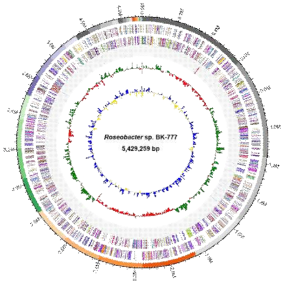 Roseobacter sp. BK-777의 genome map 및 genome statistics 정보. 6개의 원은 바깥쪽에서 안쪽으로 각각 position, RNA, reverse CDS, forward CDS, GC ratio, GC skew