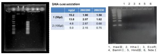 Macromonas BK30P 박테리오파지의 DNA 추출 및 RFLP패턴 분석(1, Hae Ⅲ; 2, HhaⅠ; 3, EcoR; 4, BamHⅠ; 5, HindⅢ; 6, NdeⅠ)
