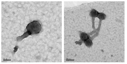 Confluentimicrobium SJO-10P 박테리오파지의 투과전자현미경 사진