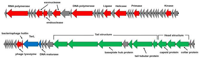 총 43,064 bp의 Macromonas BK-30P 박테리오파지 유전체 지도. 녹색: 구조, 청색: DNA packaging, 적색: DNA replication  회색: hypothetical protein