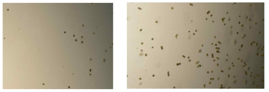 Roseobacter sp. BK-777와 Alexandrium tamarense의 공배양 1일(좌), 8일(우)