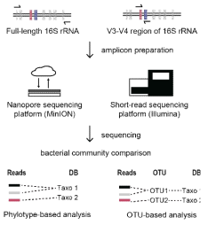 미생물 커뮤니티 분석 위한 16S rRNA 차세대 시퀀싱 분석