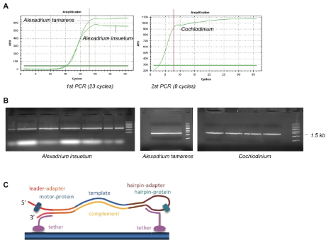 MinION 시퀀싱을 위한 16S full-length rRNA DNA 라이브러리 제작 A. A. insuetum 및 C. polykrikoides 16S rRNA PCR 증폭 B. 증폭된 라이브러리들의 agarose gel에서 확인. C. Full-length rRNA 시퀀싱을 위한 MinION 방법 원리
