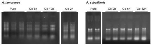 물리적 분쇄 방법과 페놀 추출법을 통해 추출한 A. tamarense 와 P. sabulilitoris 의 total RNA