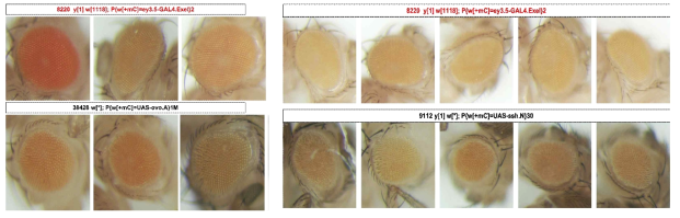 GOF loci관련 ovo 및 ssh 유전자 과발현에 따른 노랑초파리 개체 눈의 형태 변화
