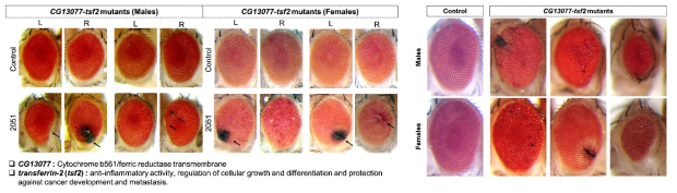 LOF loci 상에 위치한 CG13077 유전자와 tsf2 유전자에 대한 다중 형질전환 개체의 형태학적 특성 분석. (좌) CG13077-tsf2 다중형질전환 수컷과 암컷 노랑초파리 개체에서 관찰되는 눈 조직의 파괴현상. (우) CG13077-tsf2 다중형질 전환 수컷과 암컷 노랑초파리 개체에서 관찰되는 돌연변이 표현형의 다양한 양상 비교