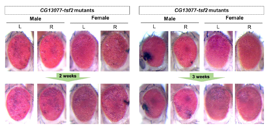시간 경과에 따른 CG13077-tsf2 다중형질전환 노랑초파리 개체의 눈 조직의 변성양상의 추적관찰 결과(2주 및 3주 경과 관찰)