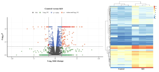 대조군에 비해 CG13077-tsf2 동시 형질전환 노랑초파리 개체의 눈 조직에서 관찰되는 유전자 발현량의 변화 양상(좌 – Volcano plot, 우 – Heatmap)