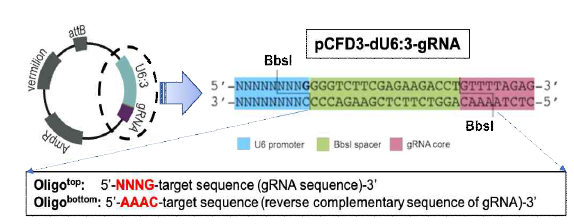 pCFD3 vector 상 U6:3-promoter를 이용한 gRNA 발현 유도 시스템. pCFD3 vector backbone중 U6 promoter와 gRNA core 사이의 BbsI cloning sites를 이용하여, 20~25 nucleotides 길이의 gRNA double-stranded fragment가 cloning되어 들어감