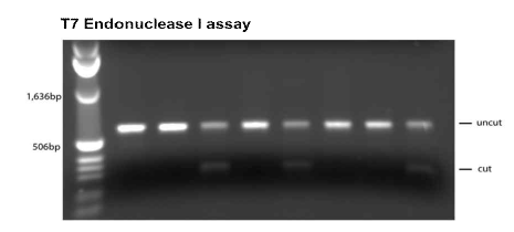 T7 Endonuclease I을 이용한 Cas9-gRNA gene KO의 효율 검증. Genomic DNA 추출 후, DNA 상의 mistmatch 부분 등을 확인할 수 있는 T7 endonuclease I 기반의 enzymatic digestion과 전기영동기법을 이용한 gene KO line 확인(Lane 3, 5, 8번; http://www.crisprflydesign.org)