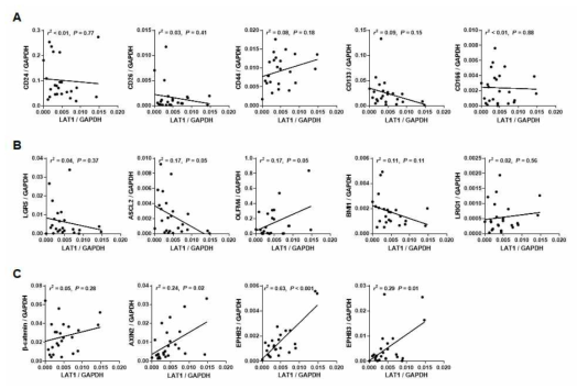 Correlation of LAT1 with intestinal and cancer stem cell markers in colorectal cancers (n = 24). (A) No correlation was observed between LAT1 and candidate cancer stem cell markers. (B) LAT1 expression positively correlated with OLFM4 among intestinal stem cell markers. (C) LAT1 showed positive correlations with AXIN2, EPHB2, and EPHB3