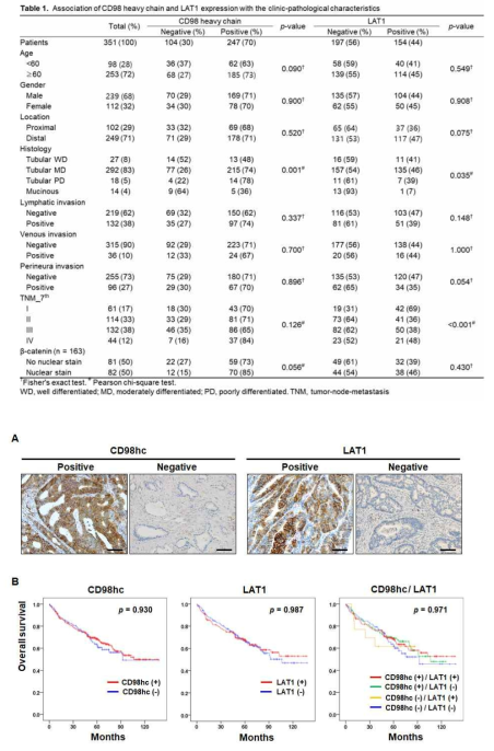 No prognostic significance of CD98 heavy chain (CD98hc) and LAT1 expression in colorectal cancers (CRCs). Immunohistochemistry for CD98hc and LAT1 was performed in a large cohort of CRCs (n = 325). (A) Representative images of CRCs that are positive or negative for CD98hc and LAT1. (B) Kaplan–Meier analysis demonstrated that CD98hc and LAT1 showed no prognostic impact on CRC patients