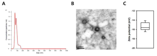 iPSC-Exo의 특성 분석. (A) NTA 분석에 따른 iPSC-Exo의 크기 분포. (B) TEM 분석 결과. (C) DLS 분석에 따른 iPSC-Exo의 표면 전하
