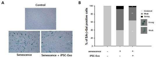 자연노화(natural senescence) 유도된 HDFs의 SA-β-gal 발현에 iPSC-Exo의 처리가 미치는 영향. (A) 대표적 자연노화 표지 인자인 SA-β-gal을 푸른 색으로 염색하여 관찰한 결과, 젊은 세포에 비해(passage #5, control) 노화된 세포에서(passage #31, senescence) SA-β-gal의 발현이 증가하였으나 iPSC-Exo 처리된 경우에는 SA-β-gal 발현 증대가 억제되었음
