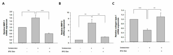 자연노화에 의해 변형된 ECM 관련 유전자 발현에 iPSC-Exo 처리가 미치는 영향. 자연노화된 HDFs에 24시간 동안 20×108 particles/ml 농도의 iPSC-Exo를 처리한 후 48시간이 지난 다음 (A) MMP-1, (B) MMP-3, (C) collagen type I 유전자의 발현 정도를 qPCR법으로 확인함