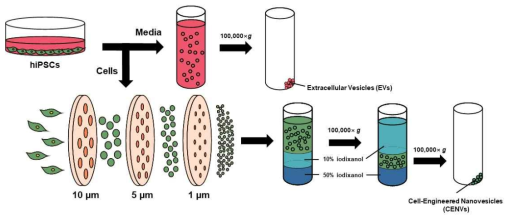 iPSC-EV와 iPSC-CENV의 생성 및 분리 과정을 보여주는 개략도