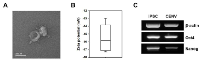 iPSC-CENV의 특성 분석 (A) TEM을 통한 형태 및 (B) DLS를 통한 표면 전하 분석 결과. (C) House keeping 유전자(β-actin) 및 만능줄기세포 특이유전자(Oct4, Nanog)에 대한 iPSC 및 iPSC-CENV의 역전사 PCR 분석 결과