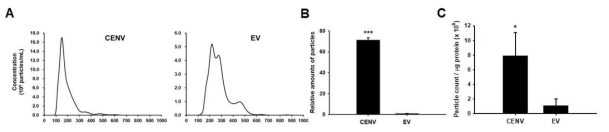 iPSC-CENV와 iPSC-EV의 비교. (A) NTA를 통해 분석한 CENVs와 EVs의 크기 분포. (B) 같은 수의 iPSCs로부터 유래한 CENVs와 EVs의 수 비교. (C) CENV와 EV 샘플의 순도를 particel-to-protein 비로 나타낸 결과