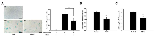 노화된 HDFs에서 iPSC-CENV가 노화 관련 유전자 발현에 미치는 영향. (A) 노화 관련 세포 표면 마커인 SA-β-Gal은 (파란색 염색) 젊은 세포(P5)에 비해 노화된 HDFs(P28)에서 증가하였으나 이는 iPSC-CENV 처리에 의해 유의미하게 감소하였음. 노화 관련 세포 주기 조절 인자인 (B) p21과 (C) p53의 mRNA 발현이 iPSC-CENV 처리에 의해 감소하였음을 나타내는 qPCR 분석 결과