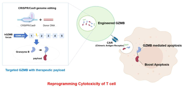 Granyme B 가 엔지니어드된 키메라항원 수용체 T 세포의 작용기전에 대한 모식도
