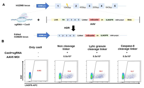 AAV 바이러스를 이용한 granzyme B-mScarlet 퓨전 knock-in 실험