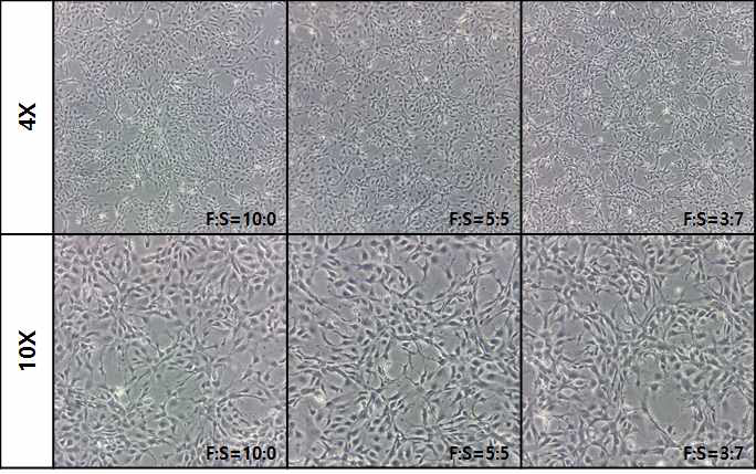Ps-10세대의 SACCS 적응 FHM 세포주의 morphology
