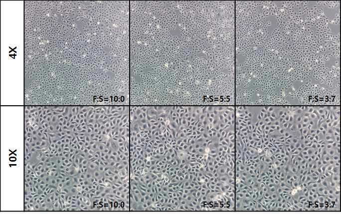 Ps-1세대의 SACCS 적응 CHSE-214 세포주의 morphology