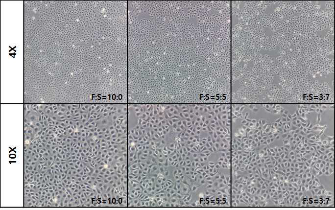Ps-10세대의 SACCS 적응 CHSE-214 세포주의 morphology