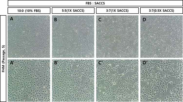 Ps-5세대의 SACCS 적응 FHM 세포주의 morphology
