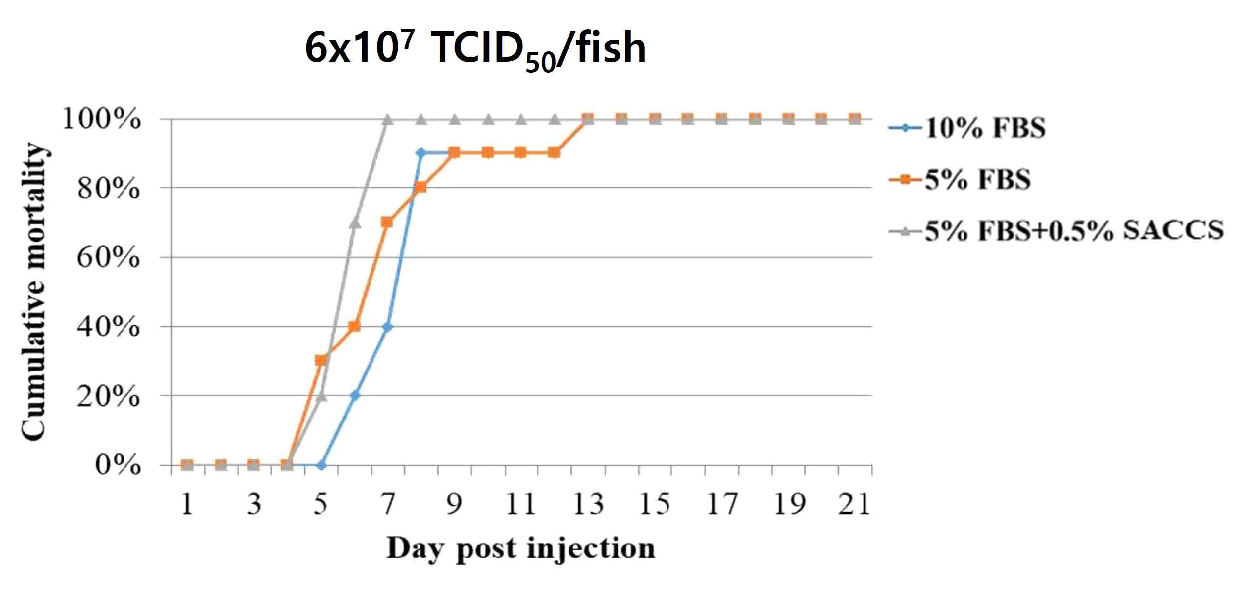 SACCS 적응 세포주 생산 VHSV 공격실험 결과(농도: 6x107 TCID50/fish)