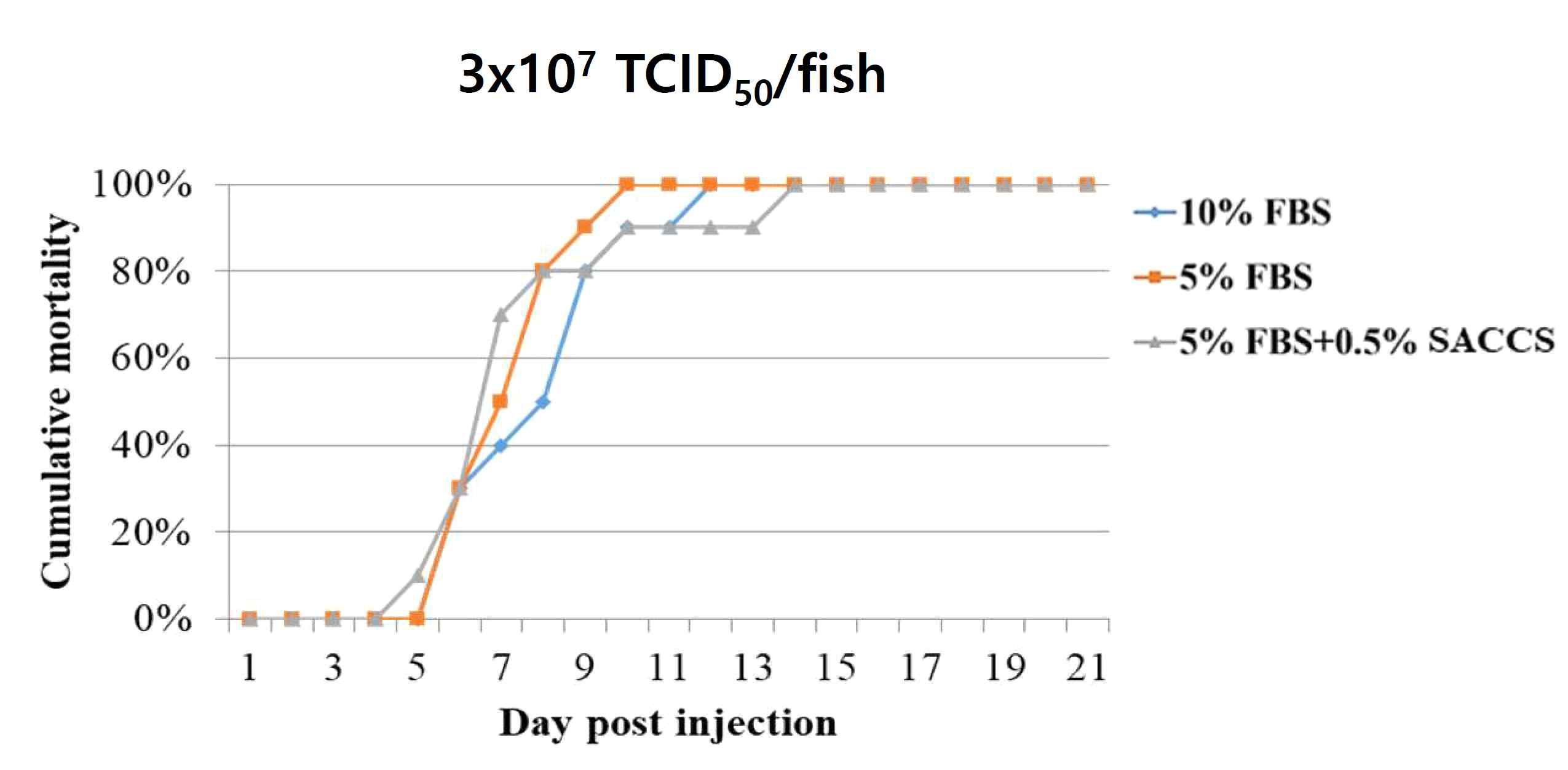 SACCS 적응 세포주 생산 VHSV 공격실험 결과(농도: 3x107 TCID50/fish)