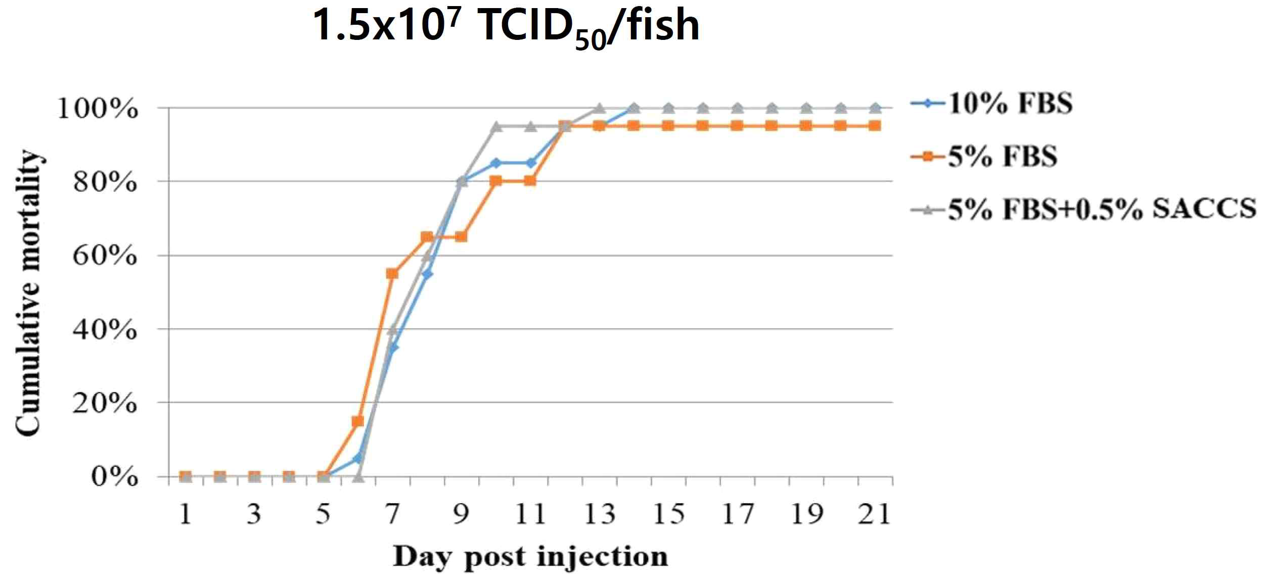 SACCS 적응 세포주 생산 VHSV 공격실험 결과(농도: 1.5x107 TCID50/fish)