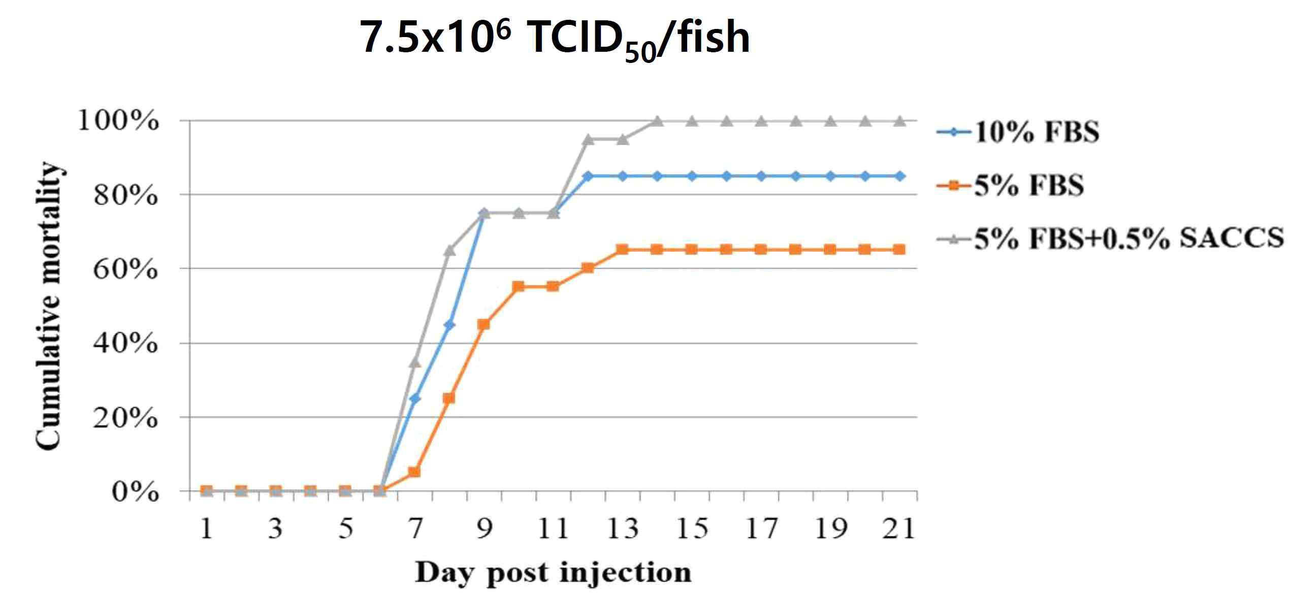 SACCS 적응 세포주 생산 VHSV 공격실험 결과(농도: 7.5x106 TCID50/fish)