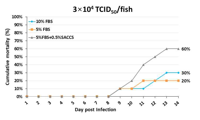 SACCS 적응 세포주 생산 VHSV 공격실험 결과(농도: 3x104 TCID50/fish)