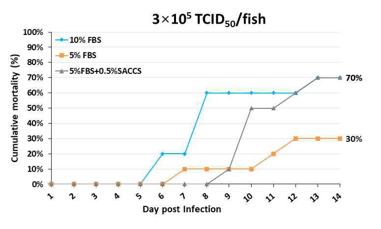 SACCS 적응 세포주 생산 VHSV 공격실험 결과(농도: 3x105 TCID50/fish)