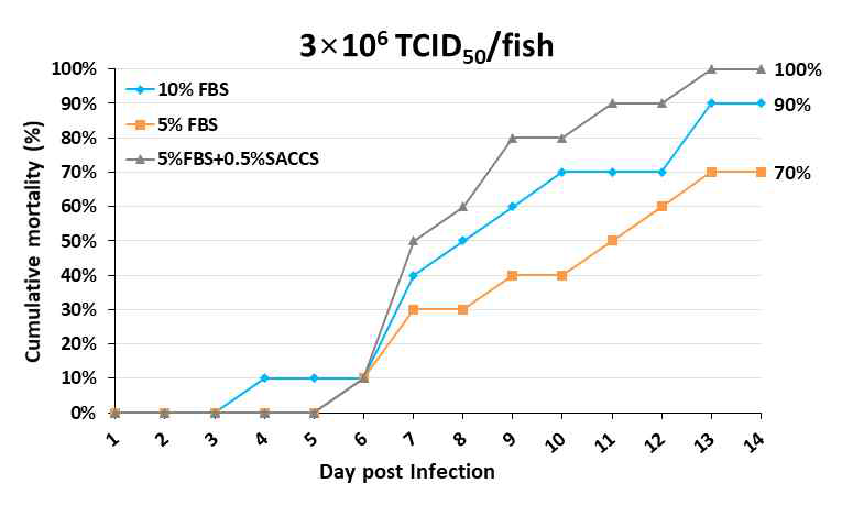 SACCS 적응 세포주 생산 VHSV 공격실험 결과(농도: 3x106 TCID50/fish)