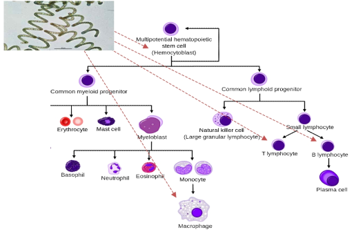 스피룰리나에 의한 세포 활성 및 세포 면역시스템 조절 [출처-1: https://en.wikipedia.org/wiki/Hematopoietic_stem_cell#/media/File:Hematopoiesis_simple.svg] [출처-2; Spirulina in Human Nutrition and Health]