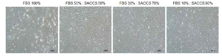 Lot#3 SACCS에서 배양된 H460 세포주의 형태학적 관찰