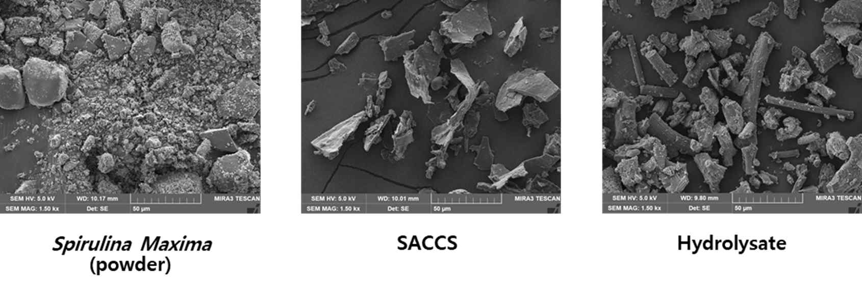 Spirulina, SACCS 및 Hydrolysate SEM 이미지