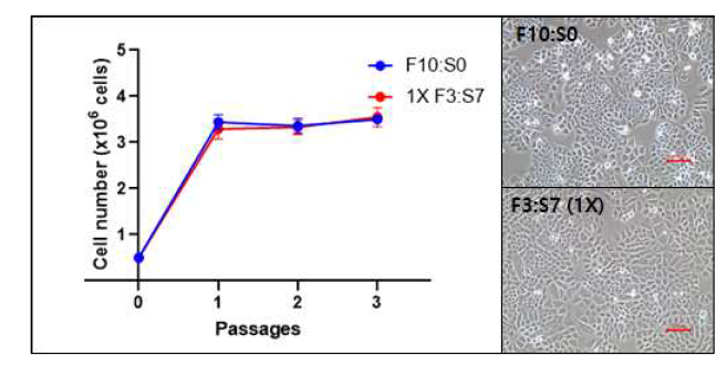 SACCS 최적조건으로 배양된 H460의 세포성장률 및 세포 형태