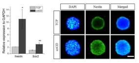 p(GMA-co-DMAEMA) 및 일반 세포 배양 기판 (TCP)에서 배양된 인간 신경줄기세포의 줄기세포 연관 유전자 (좌) 및 단백질 (우)의 발현량 비교