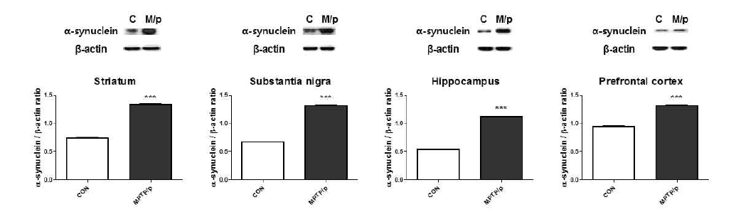 파킨슨병 환자에서 발견되는 alpha-synuclein 단백질이 MPTP와 probenecid 병용투여로 유발된 파킨슨병 마우스 모델의 핵심 뇌부위인 striatum, substantia nigra, hippocampus, prefrontal cortex에서 모두 유의하게 증가된 상태인 것을 확인함