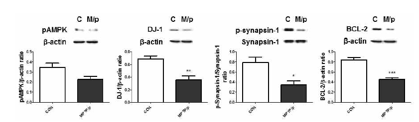 MPTP/p mice에서 측정한 뇌 흑질의 DJ-1, p-Synapsin-1, BCL-2 양의 유의한 감소 및 pAMPK 양의 감소 경향