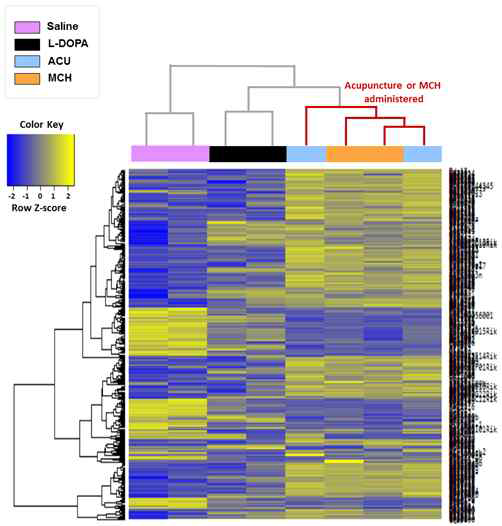 RNA expression profiling 분석을 이용하여 침치료와 MCH 처치를 한 그룹의 선조체 영역의 RNA 발현 변화가 하나의 cluster로 묶이는 것을 확인