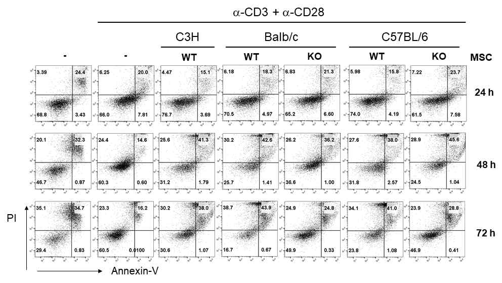 AhR-/- MSC가 T 세포의 사멸에 미치는 영향 분석