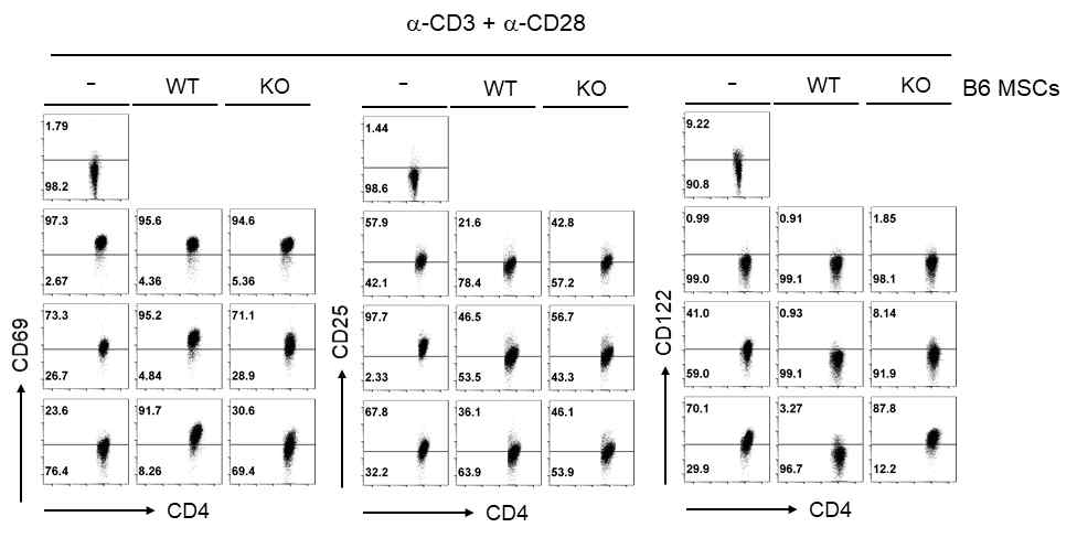 C57BL/6 AhR-/- MSC가 T 세포의 마커 CD69, CD25, CD122의 발현에 미치는 영향 분석